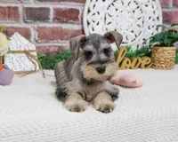 AKC Hadley , a female Miniature Schnauzer for sale in Syracuse, IN – Photo 2 of 8