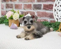 AKC Hadley , a female Miniature Schnauzer for sale in Syracuse, IN – Photo 5 of 8