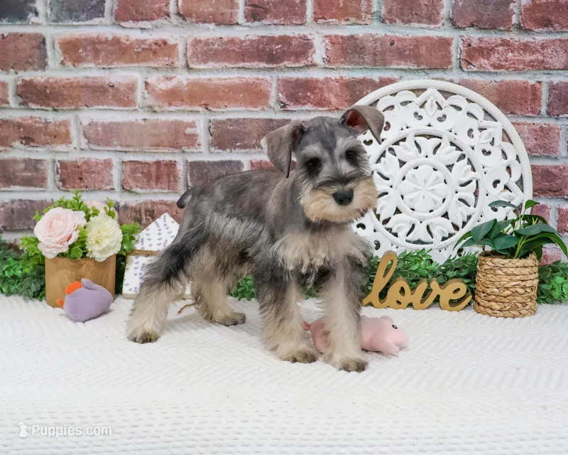 AKC Hadley  – Miniature Schnauzer puppy for sale in Syracuse, IN