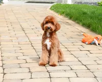 F1B Charles, a male Cavapoo for sale in Syracuse, IN – 3 of 10