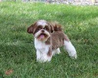 AKC Andre , a male Shih Tzu for sale in Syracuse, IN – 3 of 10