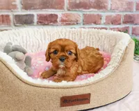 AKC Dreamer, a female Cavalier King Charles Spaniel for sale in Syracuse, IN – 6 of 7