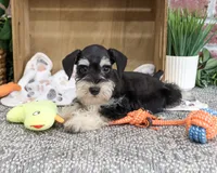 AKC Jeremy , a male Miniature Schnauzer for sale in Syracuse, IN – 2 of 10