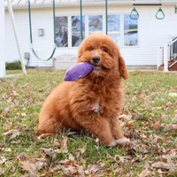 F1BB Victoria, a female Miniature Goldendoodle for sale in Syracuse, IN – Photo 8 of 10