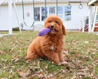 F1BB Victoria, a female Miniature Goldendoodle for sale in Syracuse, IN – Photo 9 of 10