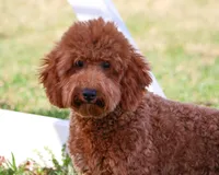 F1BB Victoria, a female Miniature Goldendoodle for sale in Syracuse, IN – Photo 2 of 10