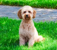F1BB Victoria, a female Miniature Goldendoodle for sale in Syracuse, IN – Photo 7 of 10