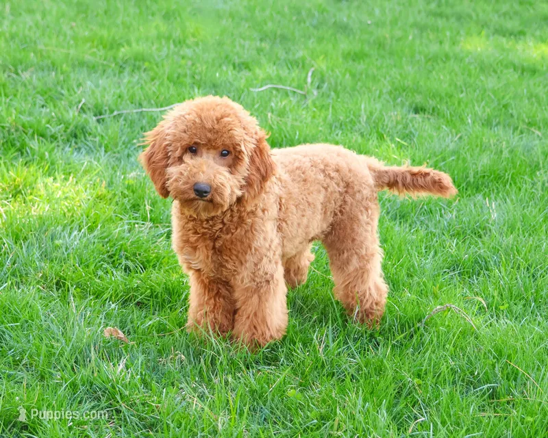 F1BB Victoria – Miniature Goldendoodle puppy for sale in Syracuse, IN