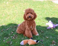 F1BB Victoria, a female Miniature Goldendoodle for sale in Syracuse, IN – Photo 3 of 10