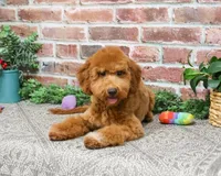 F1BB Victoria, a female Miniature Goldendoodle for sale in Syracuse, IN – Photo 5 of 10