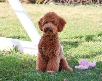 F1BB Victoria, a female Miniature Goldendoodle for sale in Syracuse, IN – Photo 1 of 10