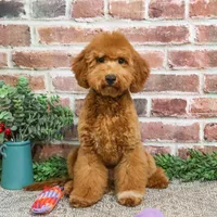 F1BB Victoria, a female Miniature Goldendoodle for sale in Syracuse, IN – Photo 6 of 10