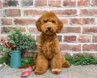 F1BB Victoria, a female Miniature Goldendoodle for sale in Syracuse, IN – Photo 4 of 10