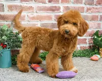 F1BB Victoria, a female Miniature Goldendoodle for sale in Syracuse, IN – Photo 3 of 10