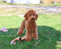 F1BB Victoria, a female Miniature Goldendoodle for sale in Syracuse, IN – Photo 4 of 10