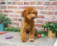 F1BB Victoria, a female Miniature Goldendoodle for sale in Syracuse, IN – Photo 2 of 10