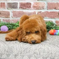 F1BB Victoria, a female Miniature Goldendoodle for sale in Syracuse, IN – Photo 5 of 10
