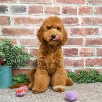 F1BB Victoria, a female Miniature Goldendoodle for sale in Syracuse, IN – Photo 7 of 10