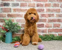F1BB Victoria, a female Miniature Goldendoodle for sale in Syracuse, IN – Photo 6 of 10