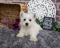 AKC Fiona , a female West Highland White Terrier for sale in Syracuse, IN – 2 of 6