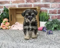 AKC Dior, a female Miniature Schnauzer for sale in Syracuse, IN – 8 of 10