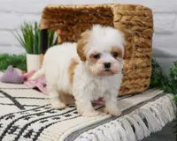 F1 Patty , a female Cavapoo for sale in Syracuse, IN – 3 of 9