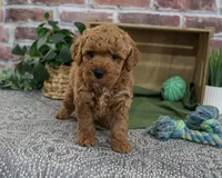 F1B Denny, a male Goldendoodle for sale in Syracuse, IN – 5 of 5