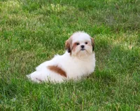 AKC Freckles , a female Shih Tzu for sale in Syracuse, IN – 2 of 10