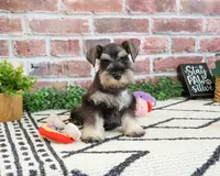 AKC Taylor , a female Miniature Schnauzer for sale in Syracuse, IN – 1 of 5