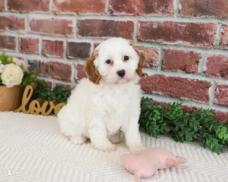 F1 Emerald – Cavapoo puppy for sale in Syracuse, IN