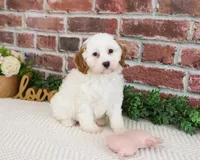 F1 Emerald, a female Cavapoo for sale in Syracuse, IN – 1 of 6
