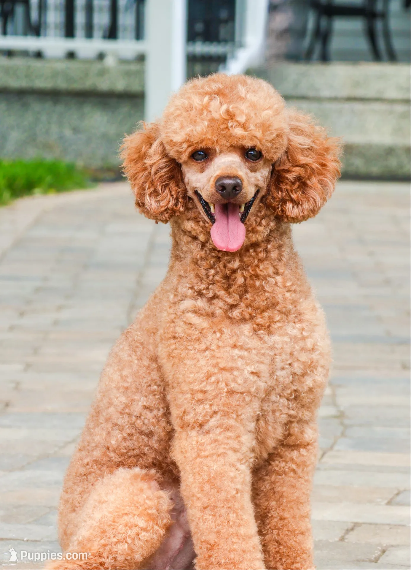 F1B Illius , a male Cavapoo for sale in Syracuse, IN – 8 of 8