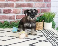 AKC Tristan , a male Miniature Schnauzer for sale in Syracuse, IN – 3 of 6