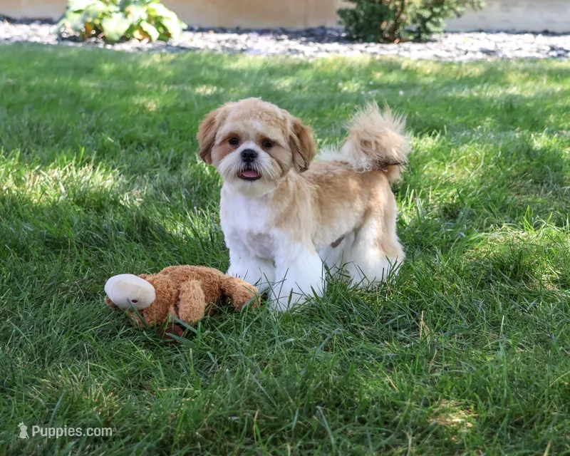 AKC Fox  – Shih Tzu puppy for sale in Syracuse, IN