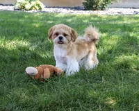 AKC Fox , a male Shih Tzu for sale in Syracuse, IN – 1 of 10