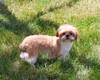 AKC Flash , a male Shih Tzu for sale in Syracuse, IN – 3 of 10