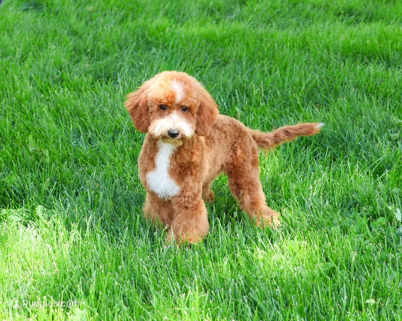 F1B Spaghetti – Miniature Goldendoodle puppy for sale in Syracuse, IN