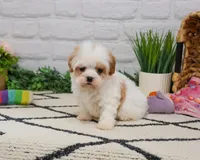 F1 Patty , a female Cavapoo for sale in Syracuse, IN – 2 of 9
