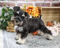 AKC Landon, a male Miniature Schnauzer for sale in Syracuse, IN – 5 of 10