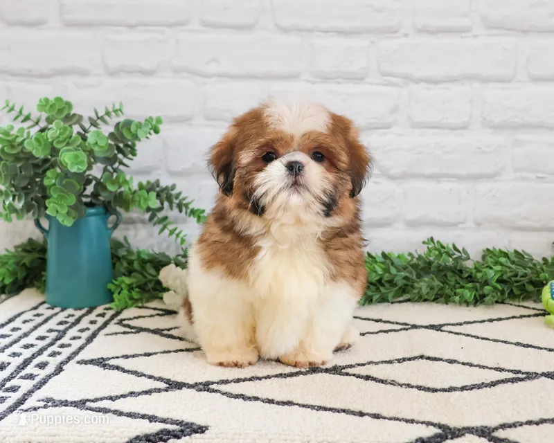 AKC Fox  – Shih Tzu puppy for sale in Syracuse, IN