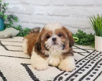 AKC Fox , a male Shih Tzu for sale in Syracuse, IN – Photo 4 of 6