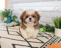 AKC Fox , a male Shih Tzu for sale in Syracuse, IN – Photo 3 of 6