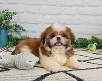 AKC Fox , a male Shih Tzu for sale in Syracuse, IN – Photo 2 of 6