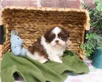 AKC Andre , a male Shih Tzu for sale in Syracuse, IN – Photo 5 of 7