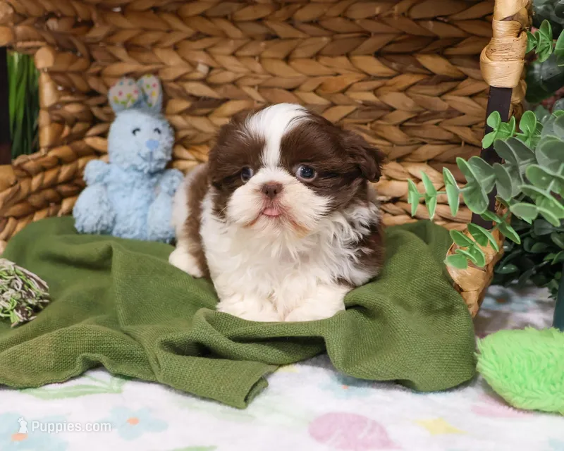 AKC Andre  – Shih Tzu puppy for sale in Syracuse, IN