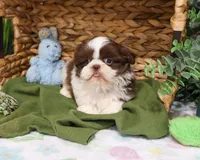 AKC Andre , a male Shih Tzu for sale in Syracuse, IN – Photo 1 of 7