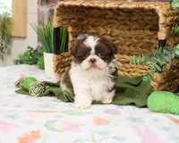 AKC Andre , a male Shih Tzu for sale in Syracuse, IN – Photo 4 of 7