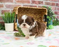 AKC Andre , a male Shih Tzu for sale in Syracuse, IN – Photo 2 of 7