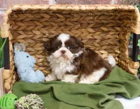 AKC Andre , a male Shih Tzu for sale in Syracuse, IN – Photo 3 of 7