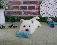 AKC Hamish, a male West Highland White Terrier for sale in Syracuse, IN – 3 of 5